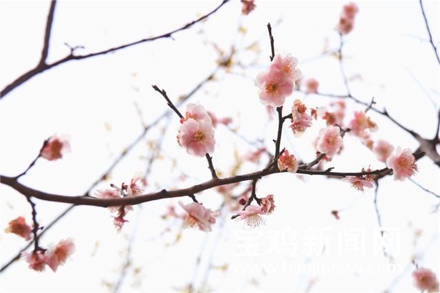 「图集」走在春天里 打卡宝鸡“花花世界”