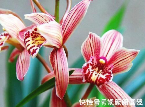 兰圃|这款兰花号称“爆盆小能手”,花色妖娆,花香味最浓,现正值花期