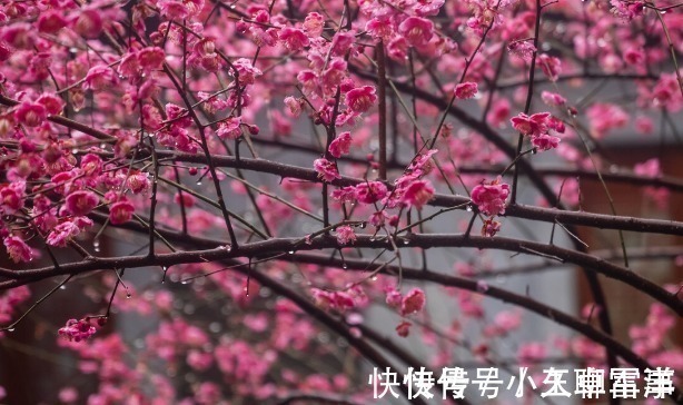 吉祥|庭院无树,无福无禄?有院子就种15种树,随便选一种,吉祥又好看