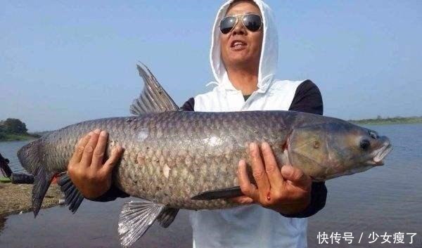 青鱼石竟是青鱼的软骨价值不算贵用途却不少,取出后该如何处理