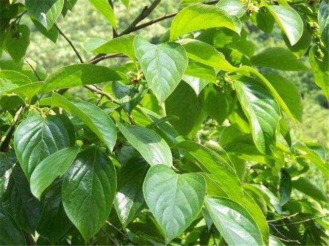 蛤蜊|長了痔瘡不用慌，堅持每天吃點此幾物，痔瘡可能會悄悄溜走