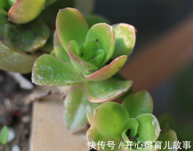 新手|新手的多肉养护知识,入坑肉肉的必看,让你的肉肉花开一串又一串