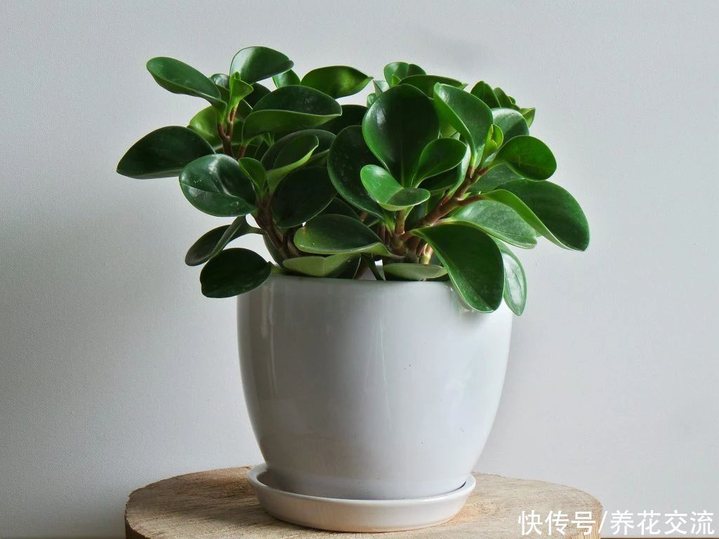 新手绿植选这几种不会错,容易养活,容易养出高颜值