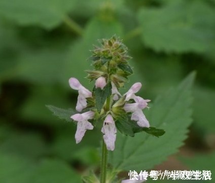 神圣|此花自带神秘光环,是一种常见的中药,象征着神圣和财富