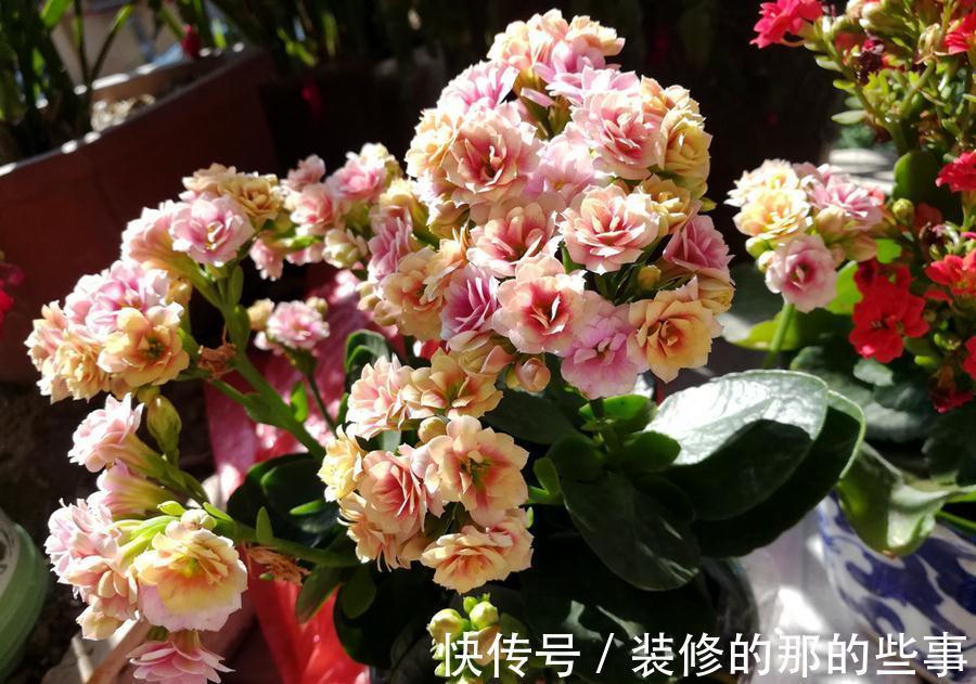 白斑|长寿花常见的问题汇总,只需要简单几步,就能养好