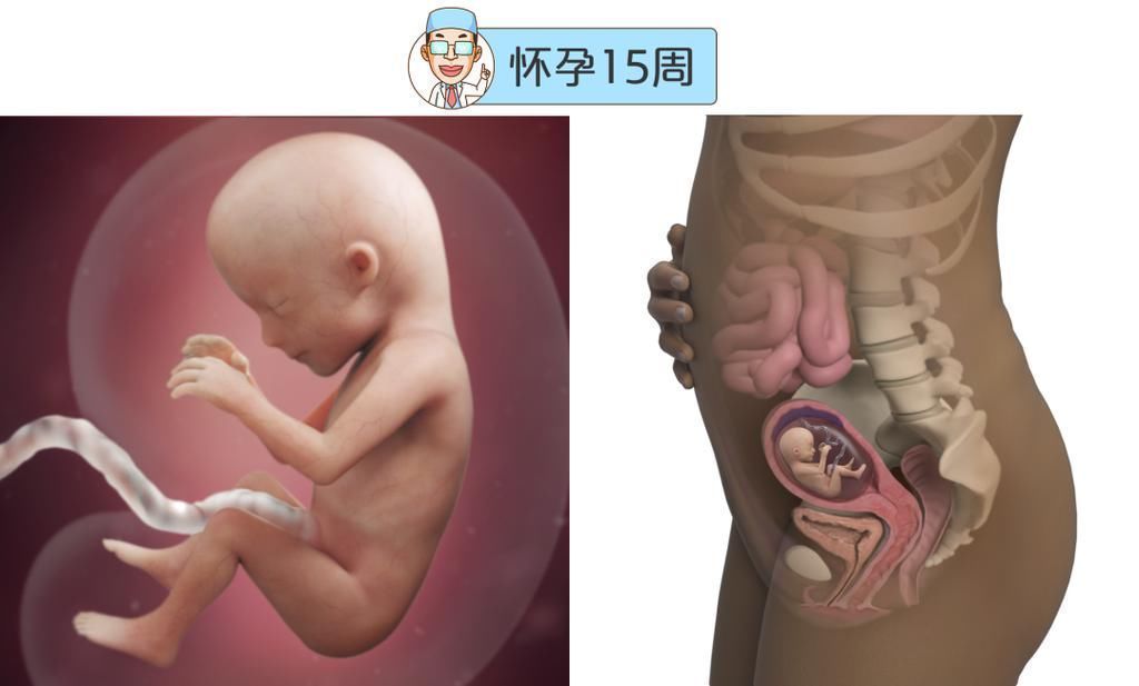 婴儿|最全的怀孕周期图鉴,感受从受精卵到婴儿的神奇变化!