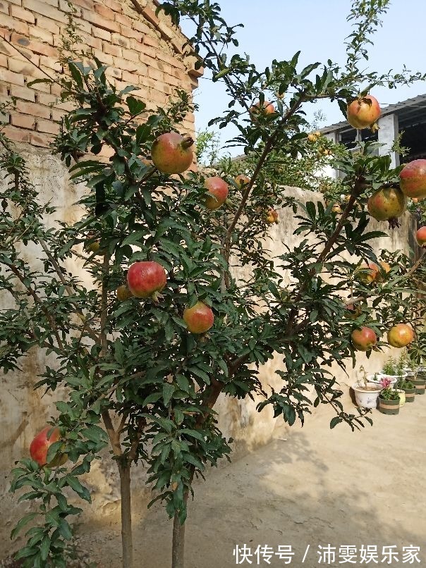 榕树|5种树,种在院子里寓意好,家里养一棵吉祥如意