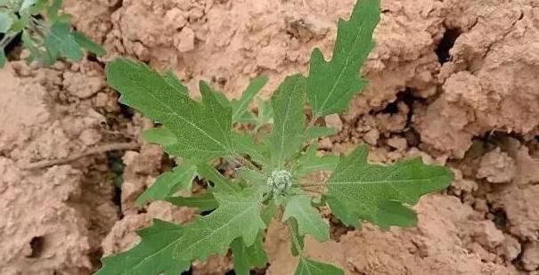  香椿|蒲公英、香椿、榆树钱、白蒿，一种野菜就能治一种病，了解一下