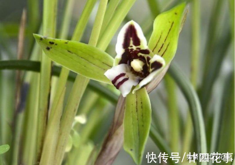 浇水|小雪过后养兰花,3件事需避免,不注意危害大难开花,一冬白养了