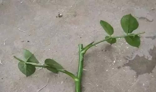 想要提升扦插育苗的成活率？按这步骤来，生根率高得多