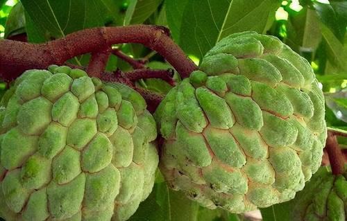 秋天|秋天人人爱美，适合吃的食物，排毒养颜，养肝减肥，促进消化吸收