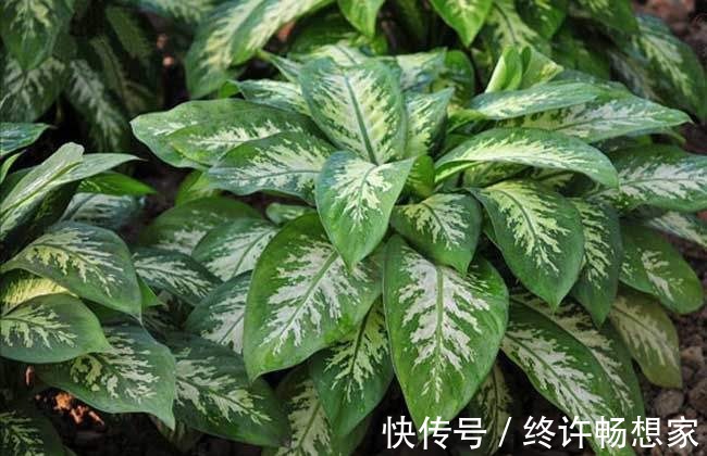 最疯植物就属它，半月从巴掌大猛窜到阳台放不下，只能狠心砍一半