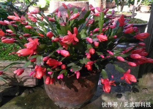 放大|养这三种花,盆越小,开的花越多,放大盆还容易死