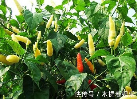 肝火|夏天常吃以下几种野菜，能清泄肝火，凉血通便，强健筋骨