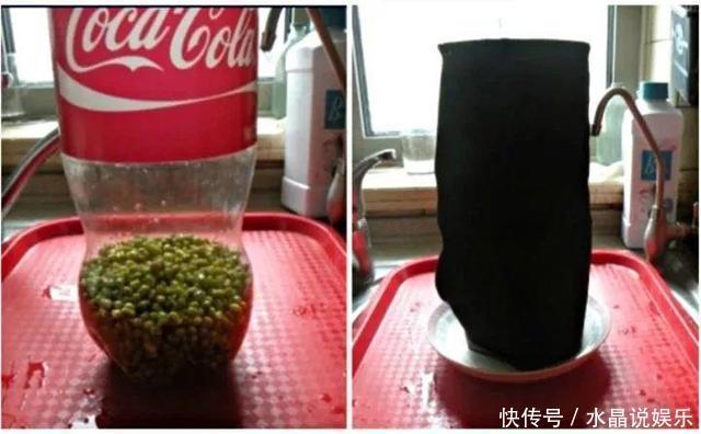 生根|矿泉水瓶有“大作用”,10个“用法”最经典,可以种豆芽、养花