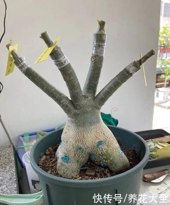 嫁接|养了30年的玉树，扦插开出9色花，快来沾沾喜气