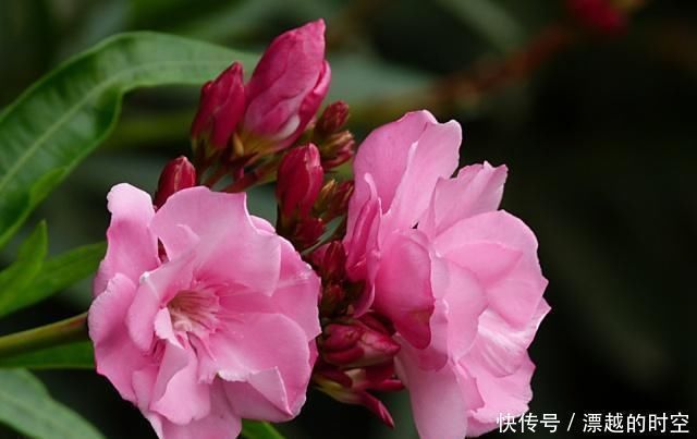 夹竹桃|夏天养花,这“3种”花要远离,个个是“毒花”,再便宜也别买