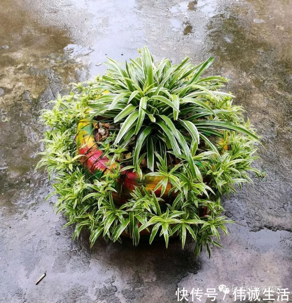 啤酒|室内养花就养两种花,没事喂一喂啤酒,长出垂吊枝,开花成瀑布