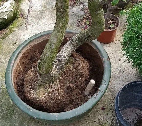 长寿花换盆,切忌越换越大,一直用小盆养才好!