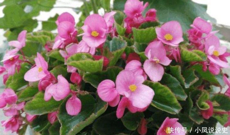 适合夏季养的花，好活易爆盆，一次开放100朵，开花红又旺