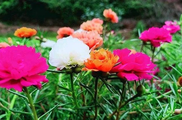 此花不仅花色丰富、色彩鲜艳，景观效果极其优秀，寓意积极向上