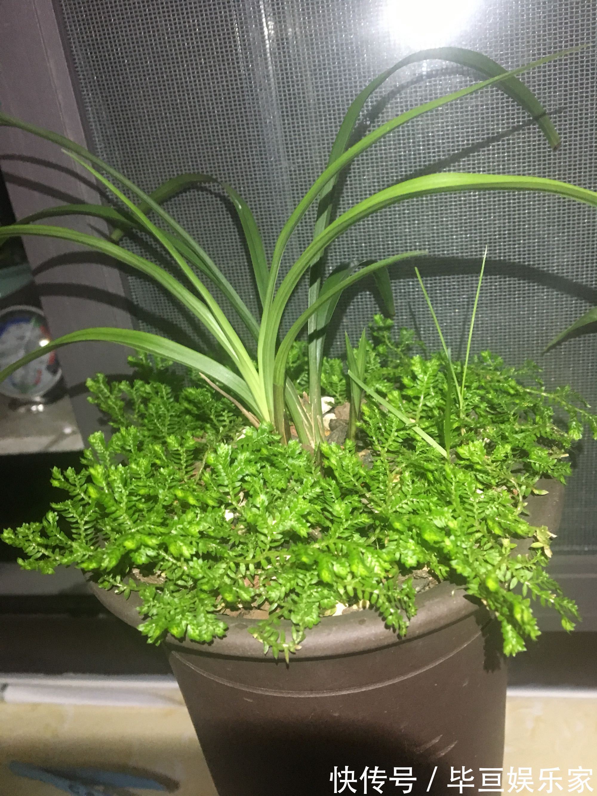 养兰花总是乱浇水盆面铺上翠云草，好看又能管住手，浇水好轻松