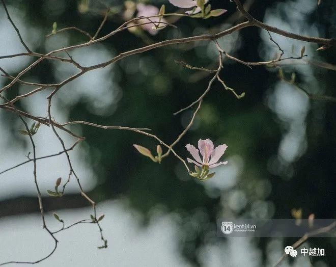 河内有一大片粉紫色花海，错过又要等一年