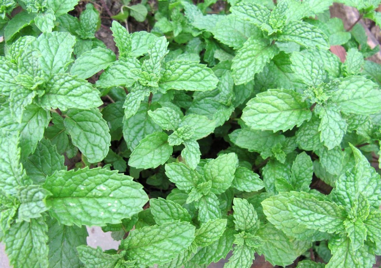 绿植|喜欢叶子有香味的花?5种芳香的绿植,比绿萝更好养更耐看