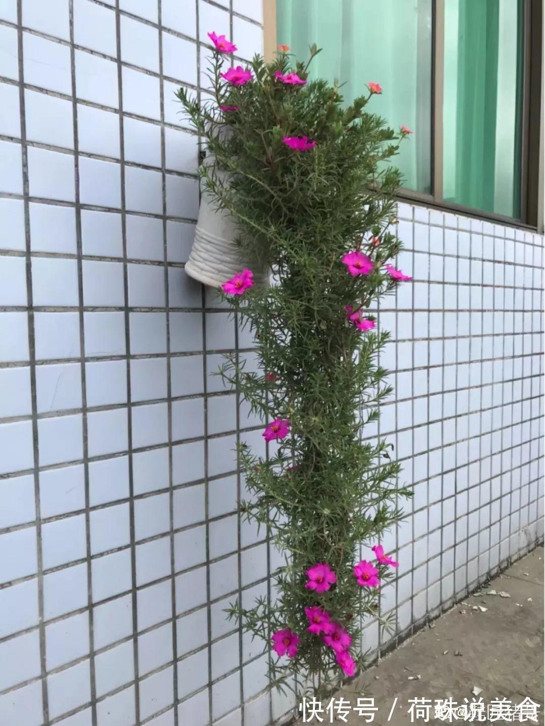 太阳花|这花枝条剁8段,沾土就能活,3天生根7天开花!