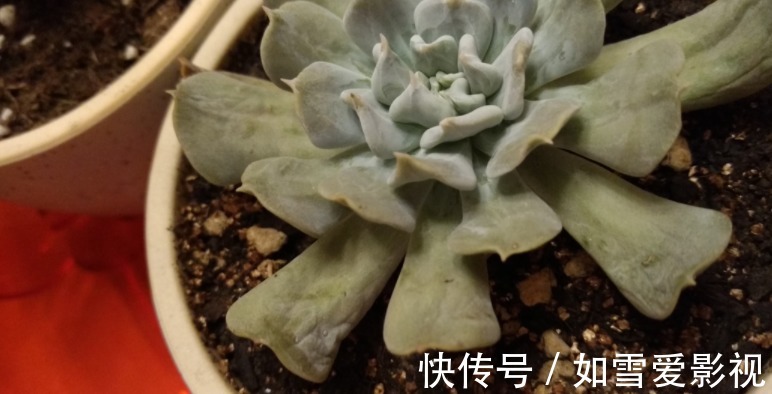 这1点没做好,多肉颜值会下降!看看高手怎么处理枯叶