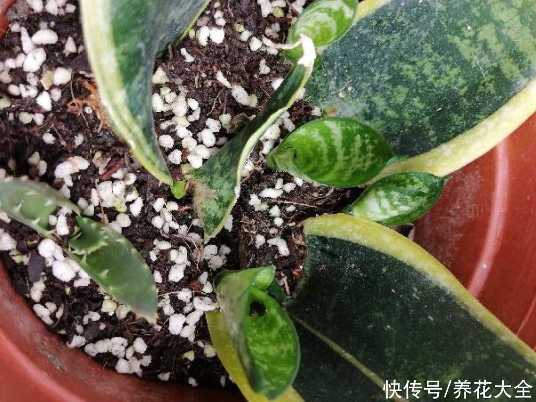 蝴蝶兰|7种花，立秋后换盆，秋冬才能越养越好