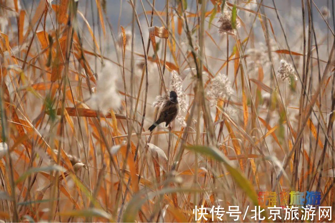 冬景|迎颜值巅峰！京城宝藏冬景实拍，昔日“两岸芦花一钓船”胜景再现~