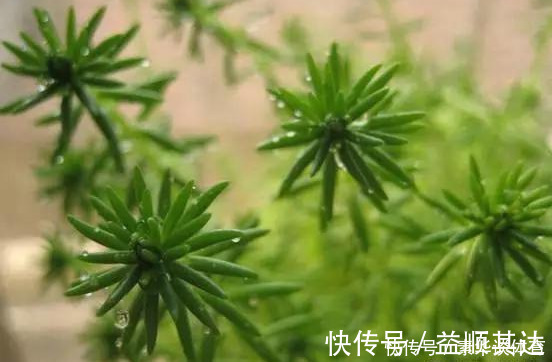 垂盆草|养花技巧6种花扔土里就能活,养死了算你厉害