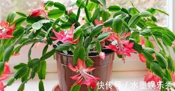 养蟹爪兰，这么浇水不仅不会死，反而开花越来越多