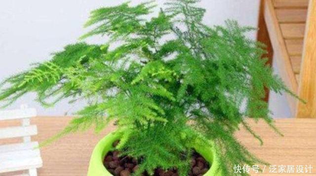 细节|文竹养护“小窍门”,几个细节做到位,叶子不黄不干,油绿爆盆