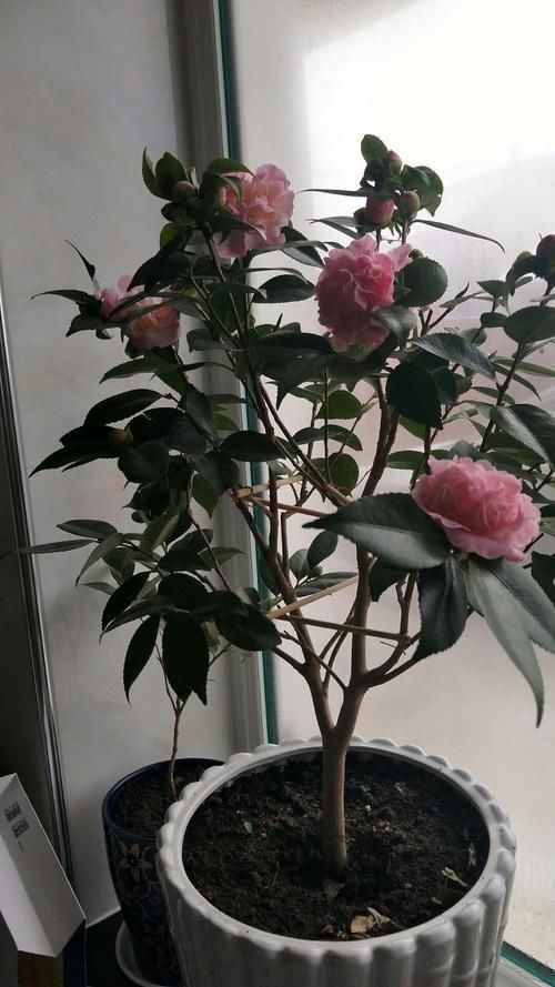 花朵|2种花特别适合冬天养，天气越冷花朵越鲜艳，状态比春天的花都美