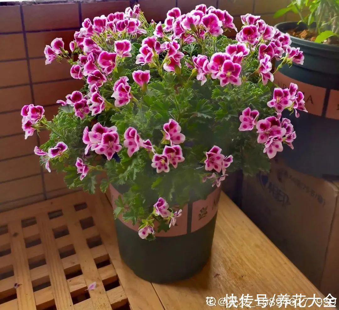 橡皮树|养花就怕乱浇水，越浇死得越快，赶紧住手