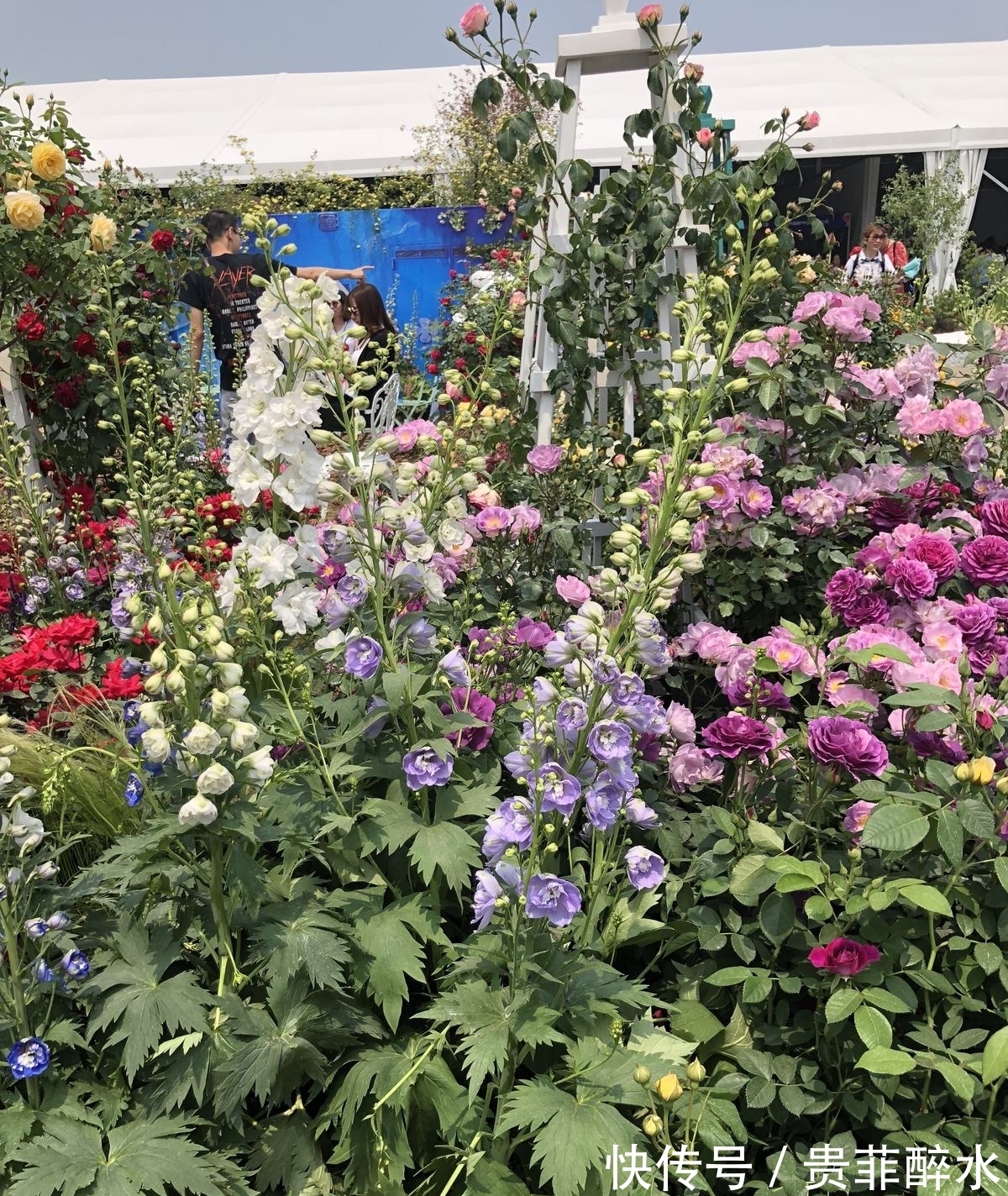 养护飞燕草,掌握4个要点,开花才能更加迷人!