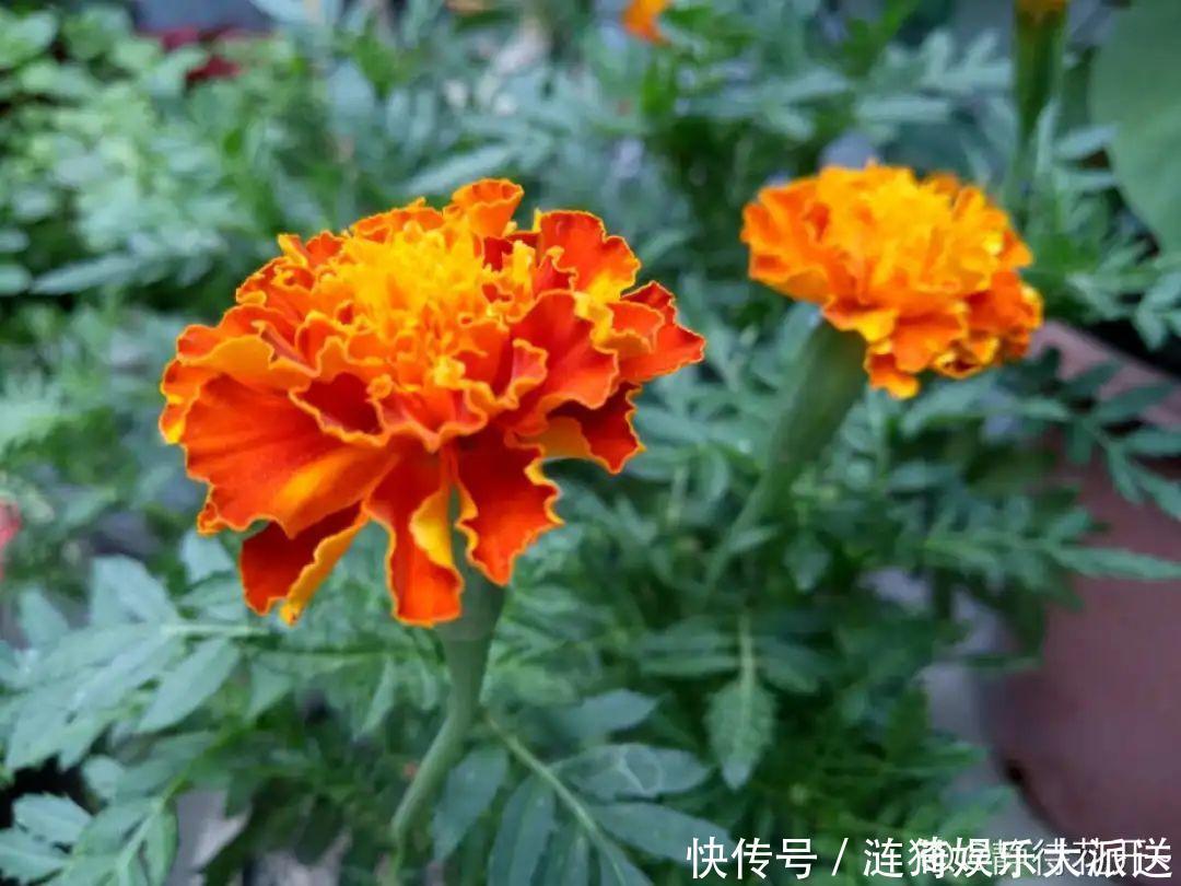 猪笼草|7种花插土里,立马长满院子,蚊虫不敢靠近!