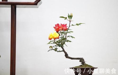 盆栽|盆景的翻盆换土操作，记住4个要领，根系强健，生长旺盛