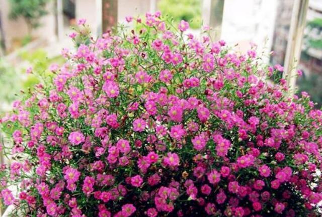 养花|养花就养此几款,全年开花不停,耐旱耐冷超好养