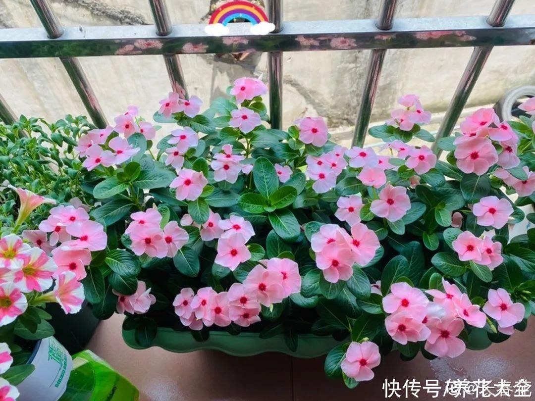 抗病、不招虫的天竺葵，屋里养一盆，开花一茬接一茬