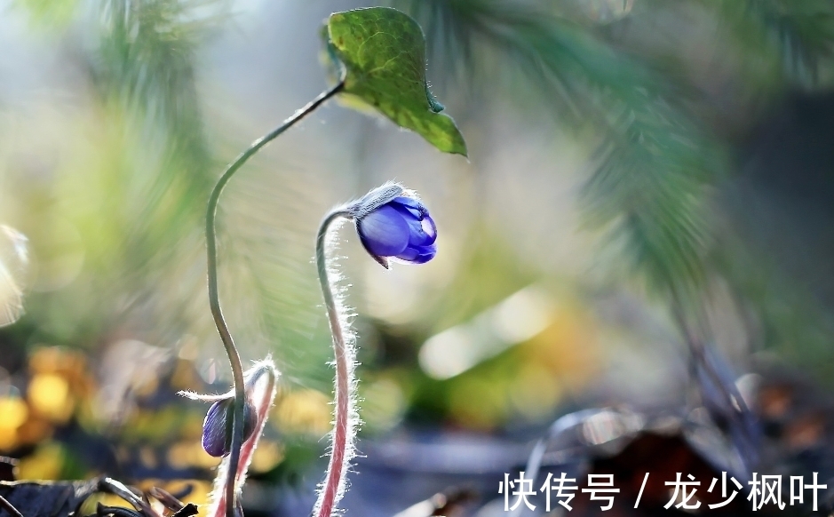 曙光|7月底，踏上鹊桥，喜看彩虹，鸳鸯戏水，3生肖曙光乍现，旧情复原