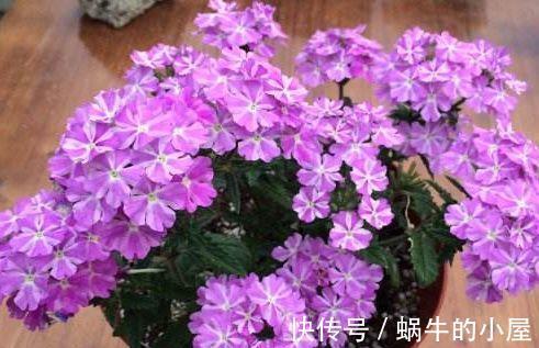 花朵|农历7月13日开始,养花养个耐看的,阳台栽上几盆,漂亮大气