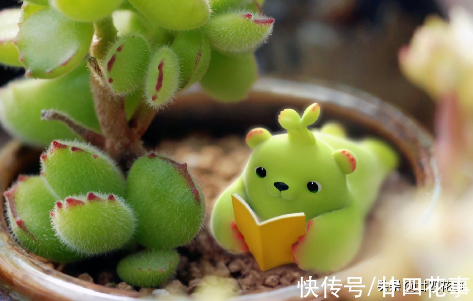 黛比|七款适合女生的多肉植物，便宜皮实好养护，易出状态颜值高