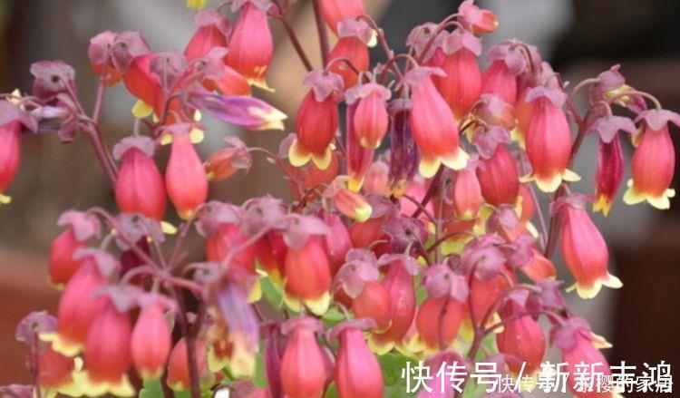 4种花美的出奇,不仅花好看,名字也好听,越养越喜欢
