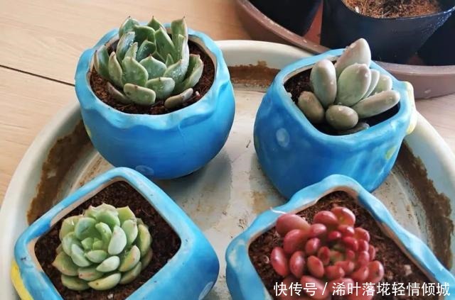 花盆|新手养多肉经常遇到的几个问题,早点知道,就能少走弯路