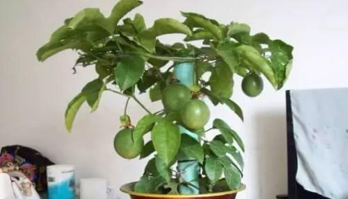 客厅|这些盆栽水果,巴掌大一棵能结上百个,客厅放一盆,馋的直流口水