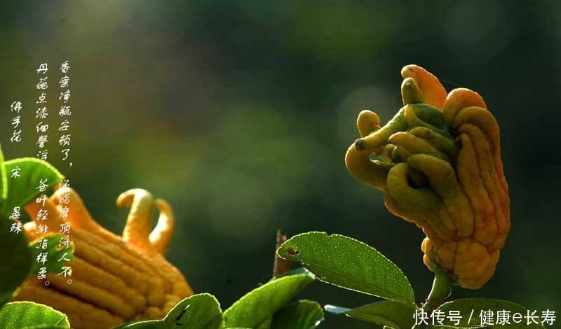 脾胃|一味能“拔痰”的中药拔除痰湿,调养三脏,值得用心学习