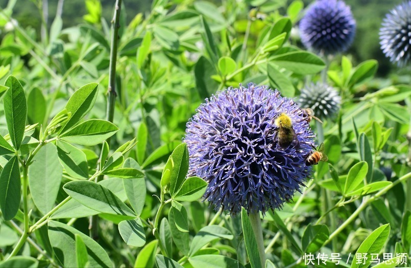 此花是苏格兰国花，花形奇特极其耀眼夺目，象征着神的保佑